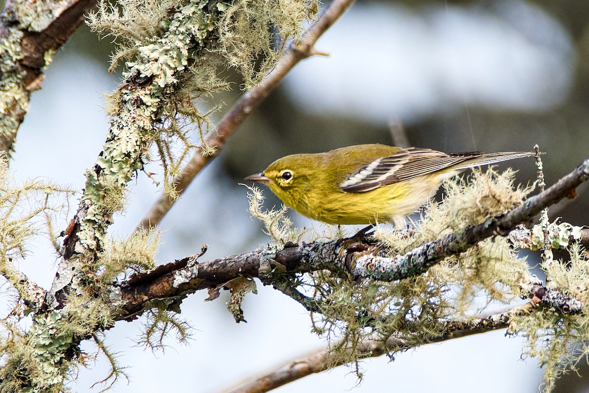 Pine Warbler - ML641921937