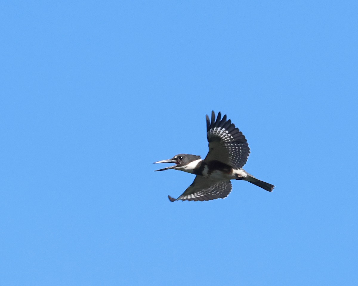 Belted Kingfisher - ML641921939