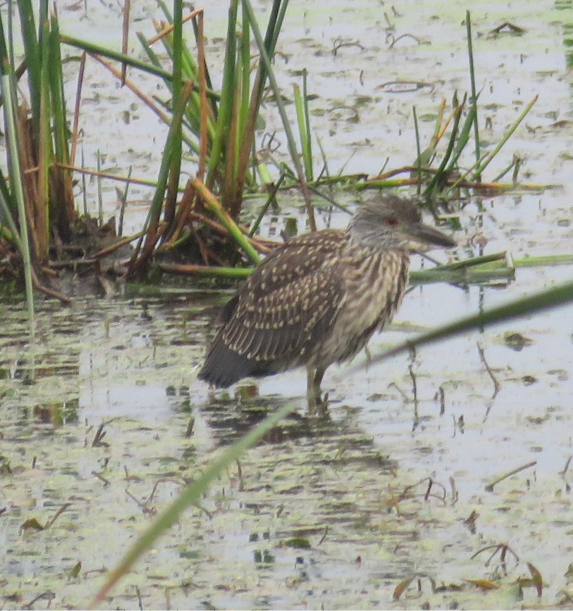 Yellow-crowned Night Heron - ML641921949