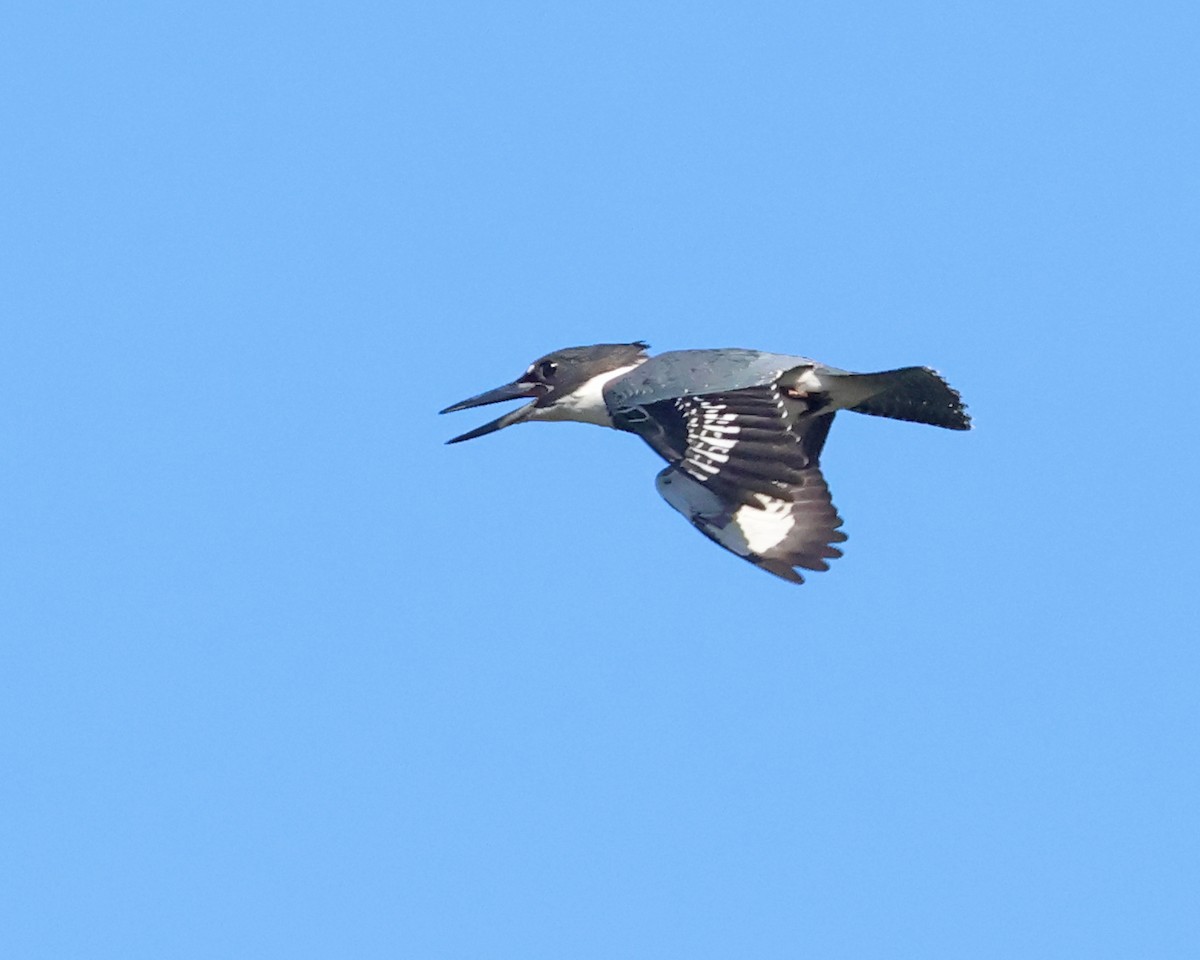 Belted Kingfisher - ML641921951