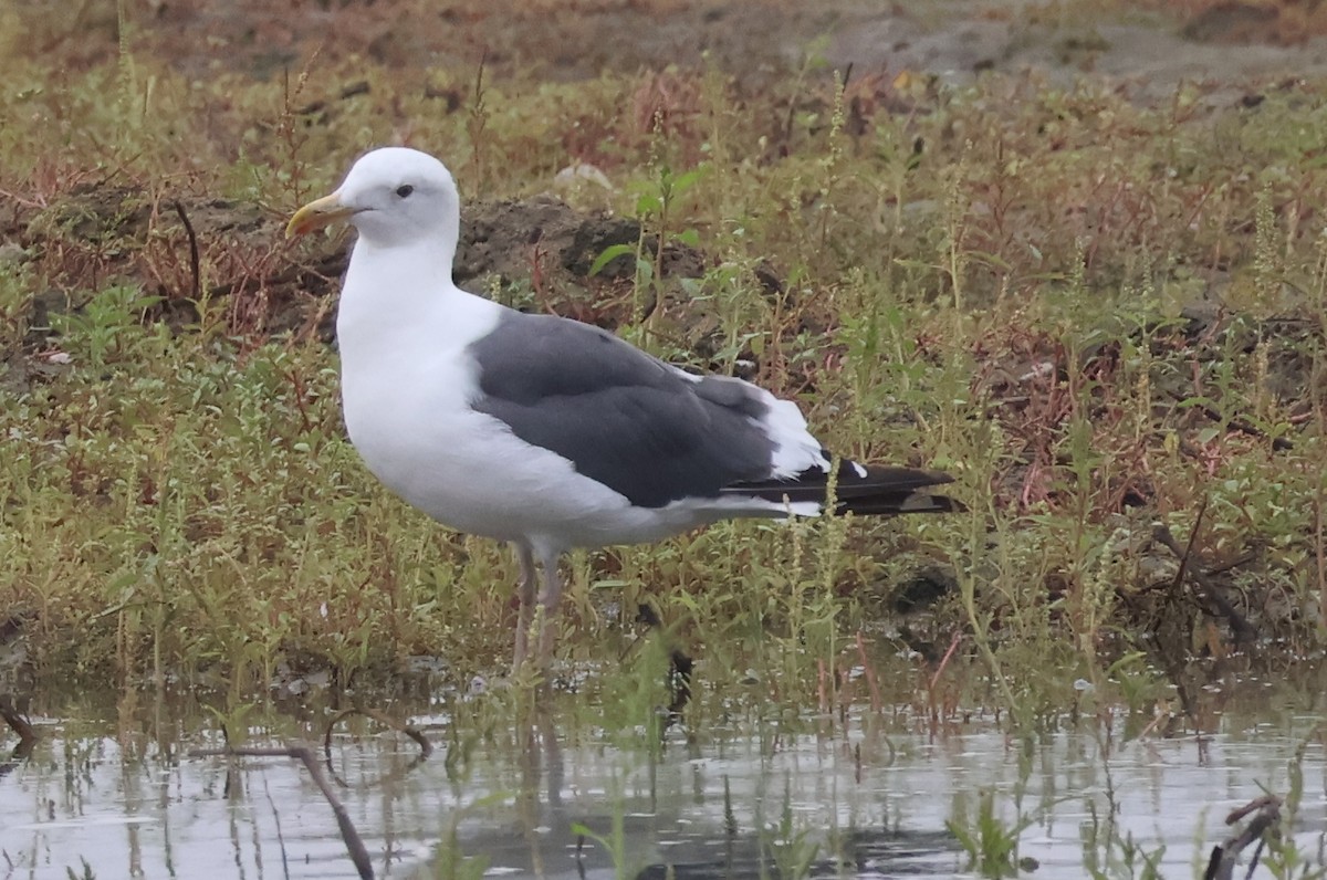 Goéland d'Audubon - ML641921959