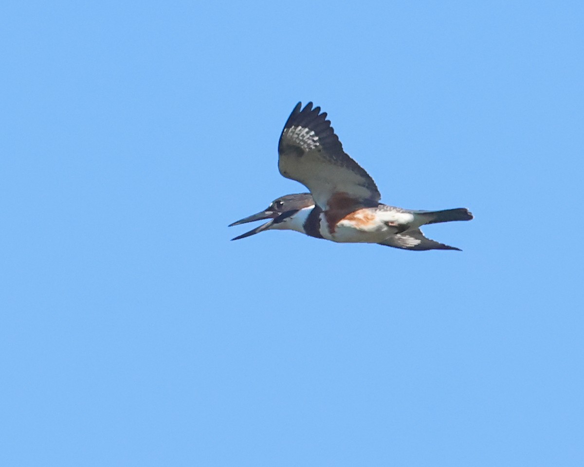 Belted Kingfisher - ML641921965