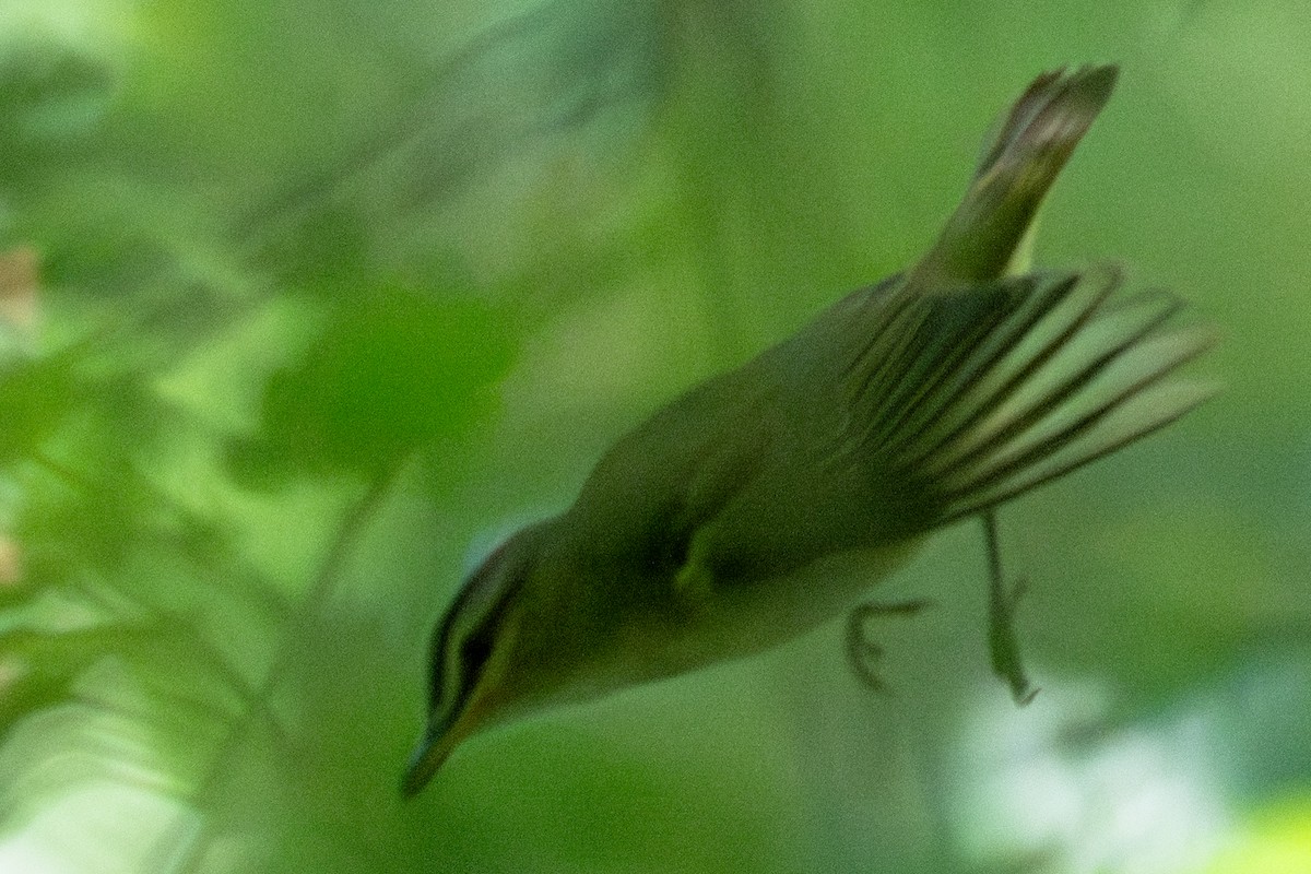 Rotaugenvireo - ML641921977