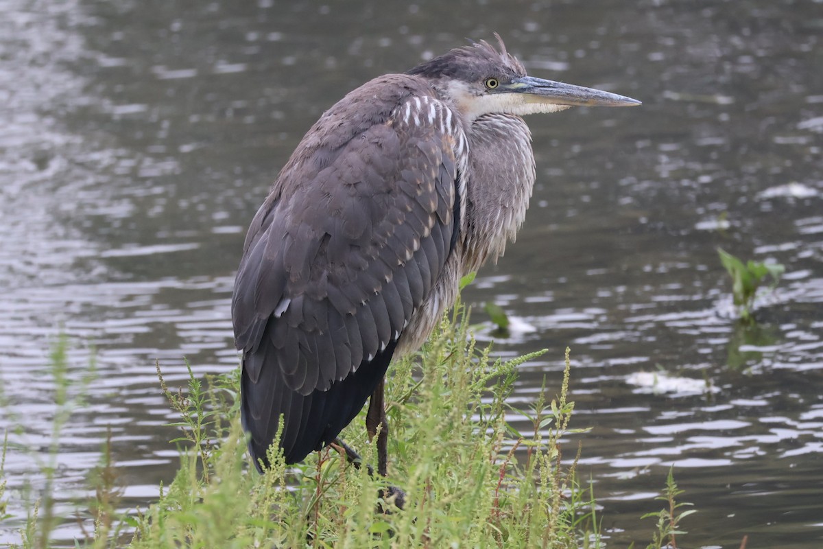 Great Blue Heron - ML641921992