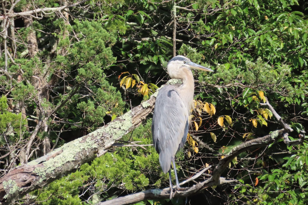 Great Blue Heron - ML641921997