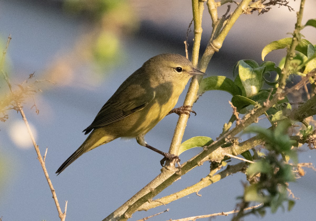 Orange-crowned Warbler - ML641921999