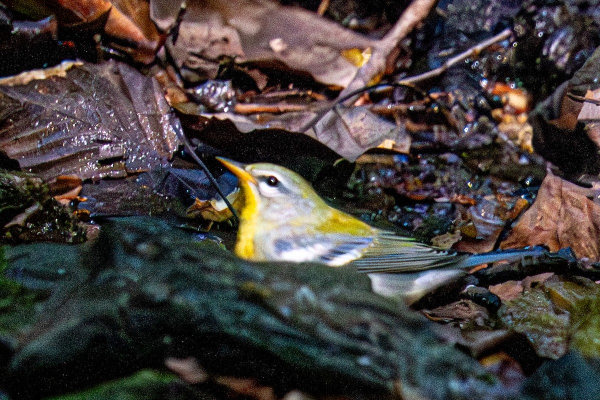 Meisenwaldsänger - ML641922005