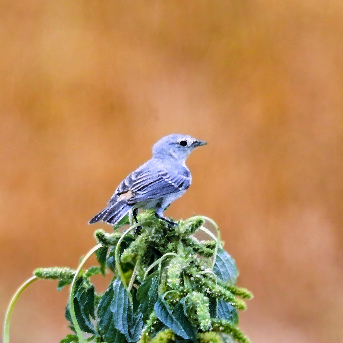Lucy's Warbler - ML641922016
