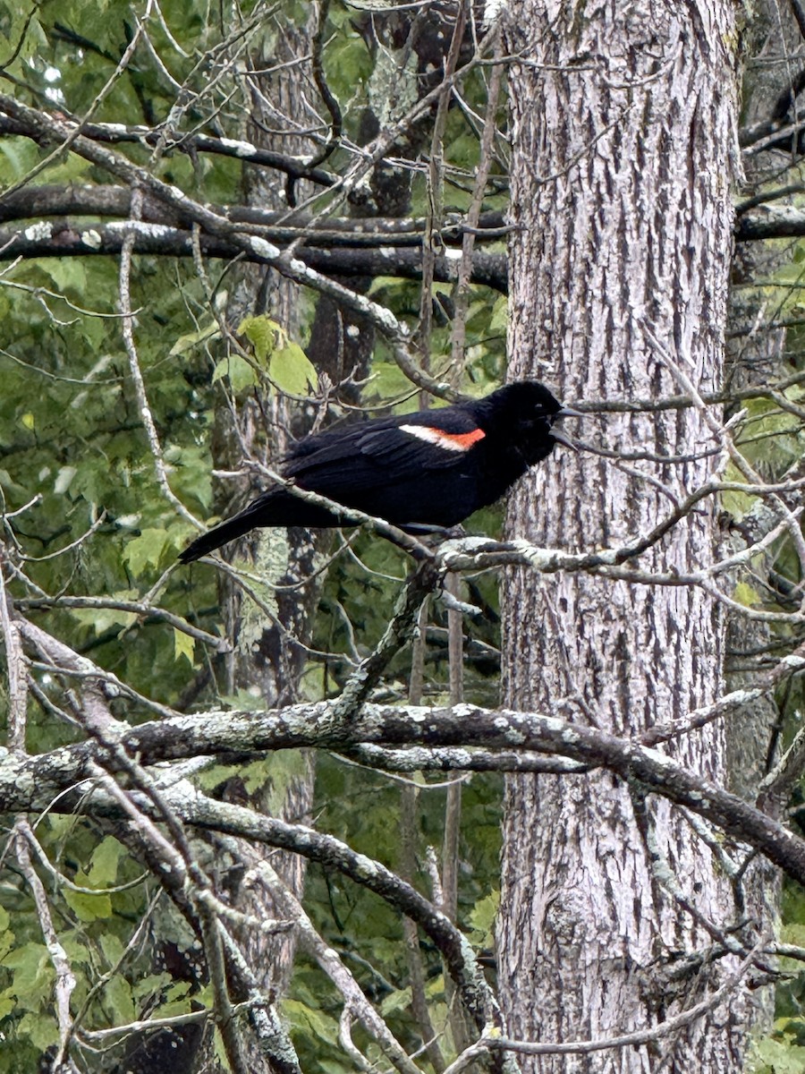 Red-winged Blackbird (Red-winged) - ML641922020