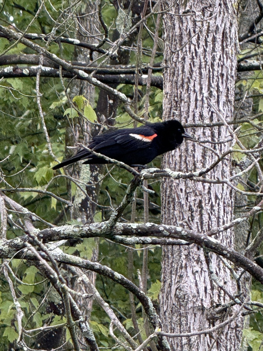 Red-winged Blackbird (Red-winged) - ML641922021