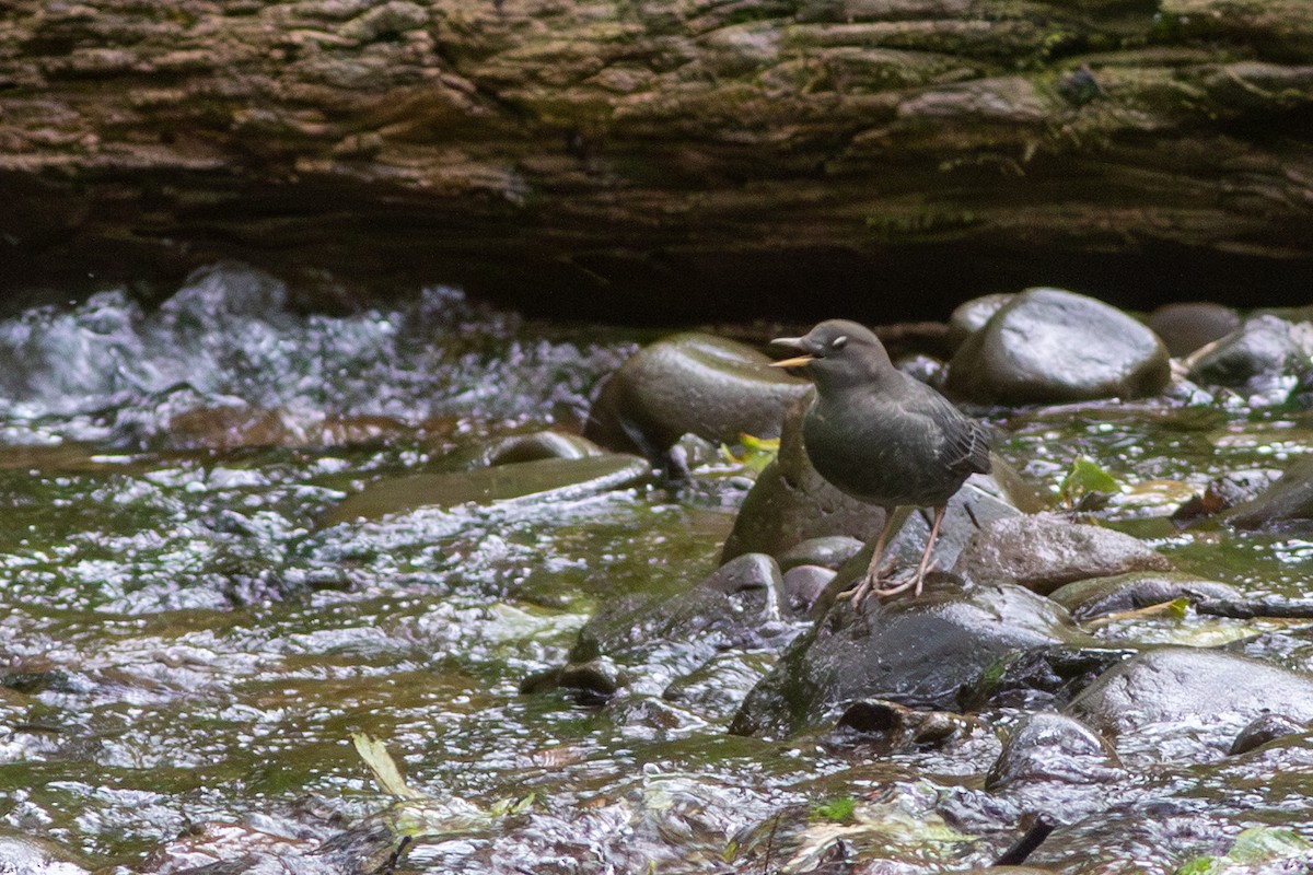 American Dipper - ML641922032