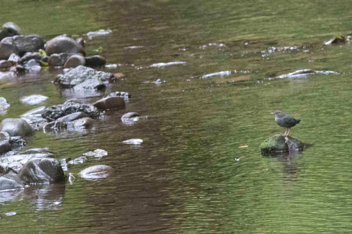 American Dipper - ML641922033