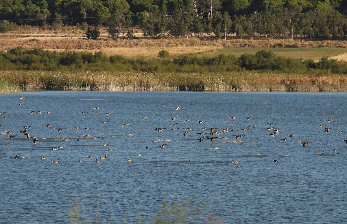 Canard colvert - ML641922043