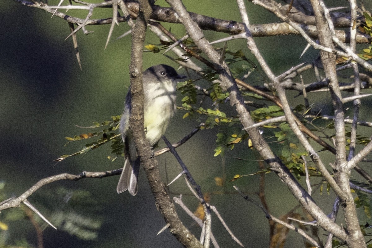 Mosquero Fibí - ML641922052