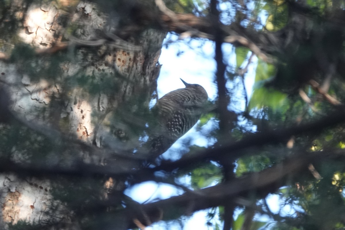 Williamson's Sapsucker - ML641922053