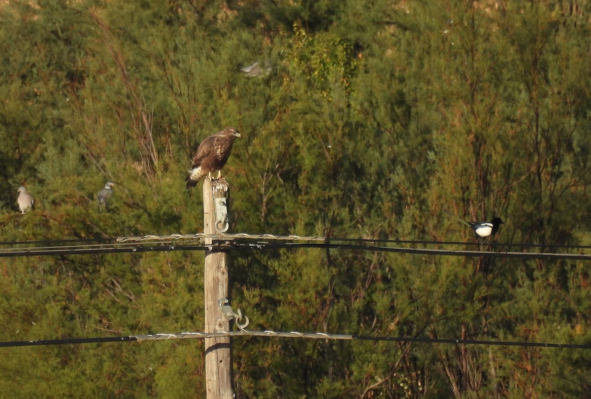 Buse variable - ML641922059