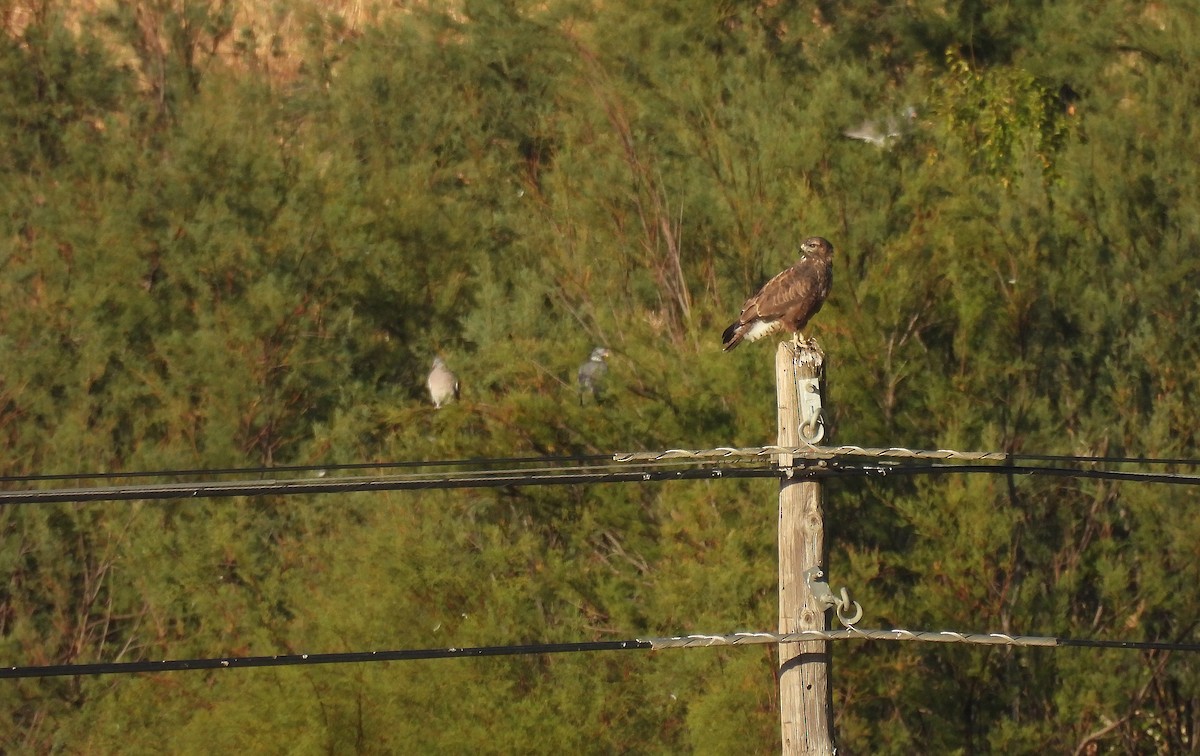 Buse variable - ML641922060