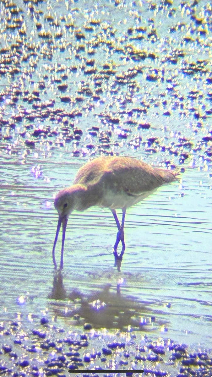 Willet (Western) - ML641922071