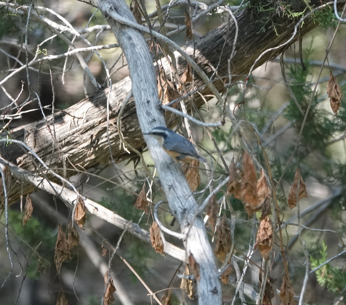 Red-breasted Nuthatch - ML641922072