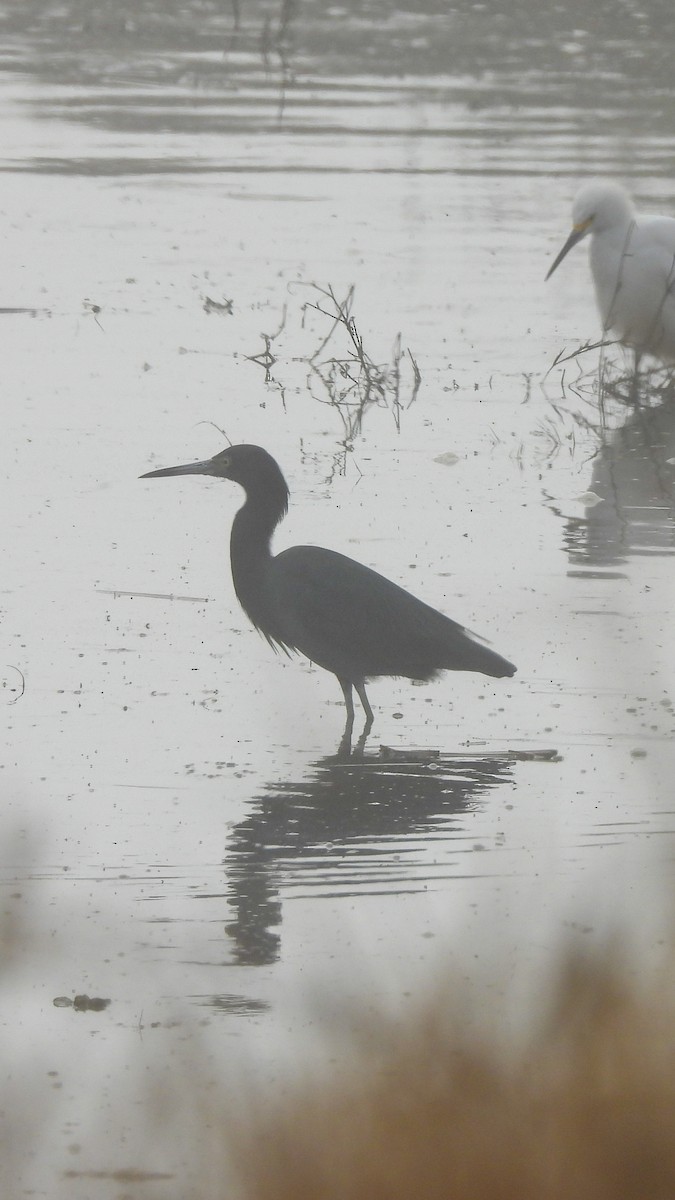 Little Blue Heron - ML641922096