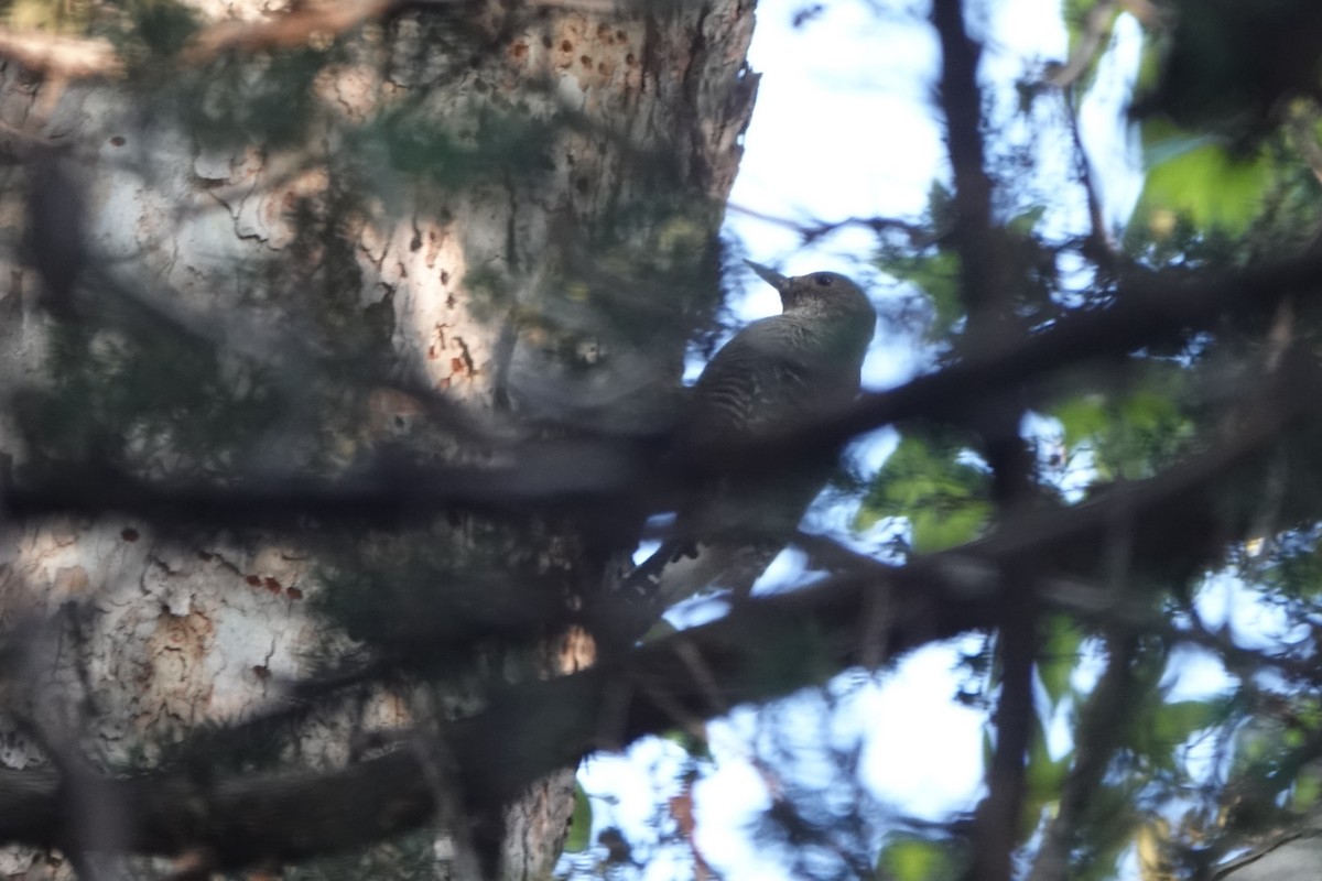 Williamson's Sapsucker - ML641922101