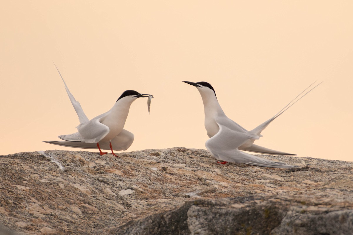 Roseate Tern - ML641922135