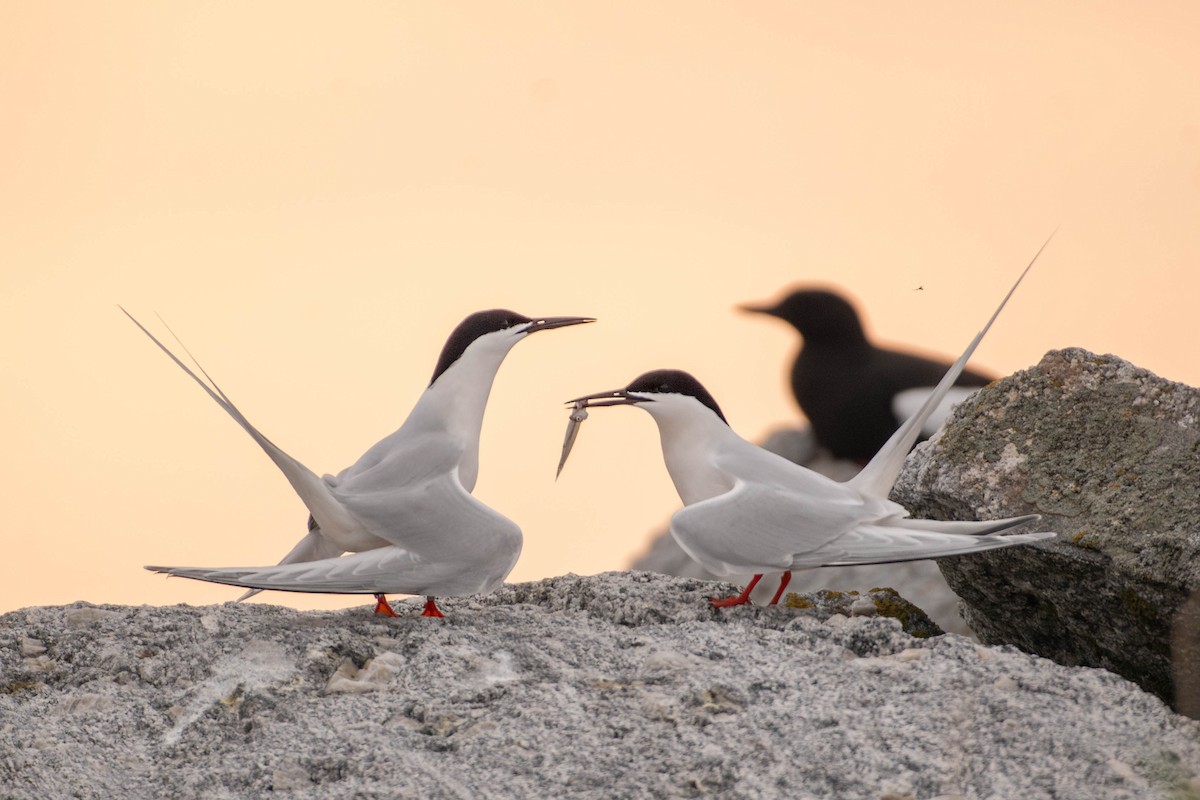 Roseate Tern - ML641922136