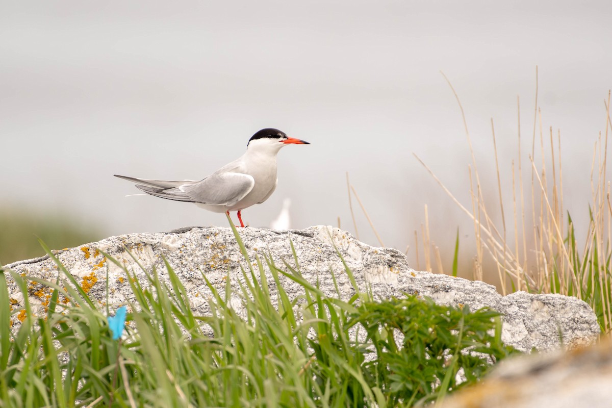 Common Tern - ML641922140
