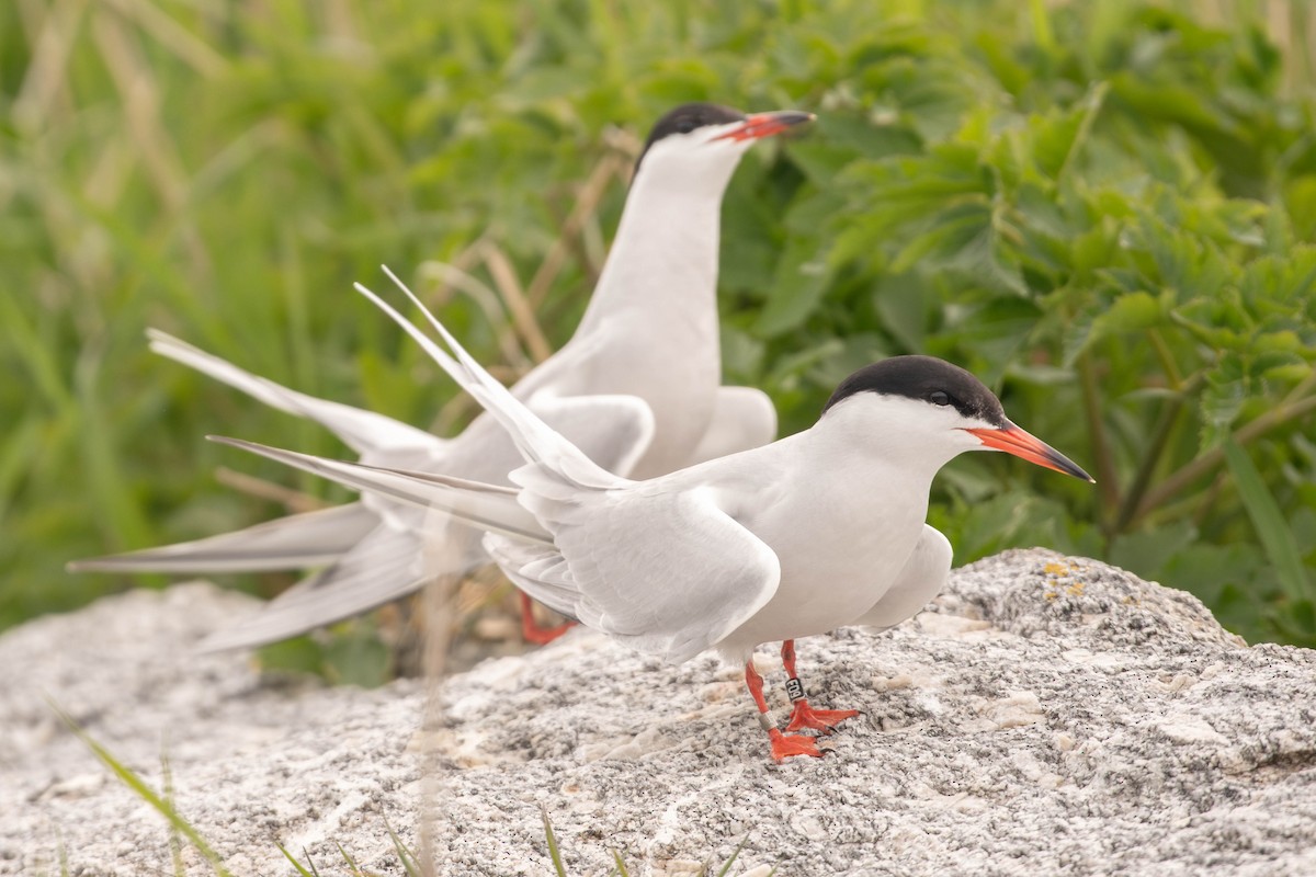 Common Tern - ML641922141
