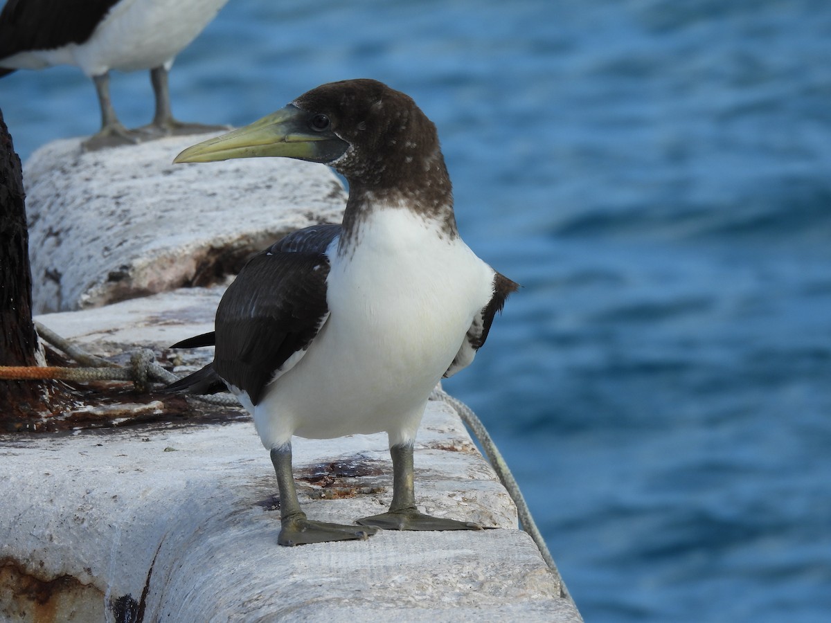 Masked Booby - ML641922146