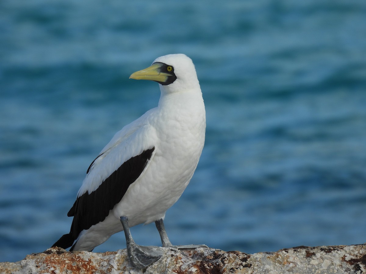 Masked Booby - ML641922147