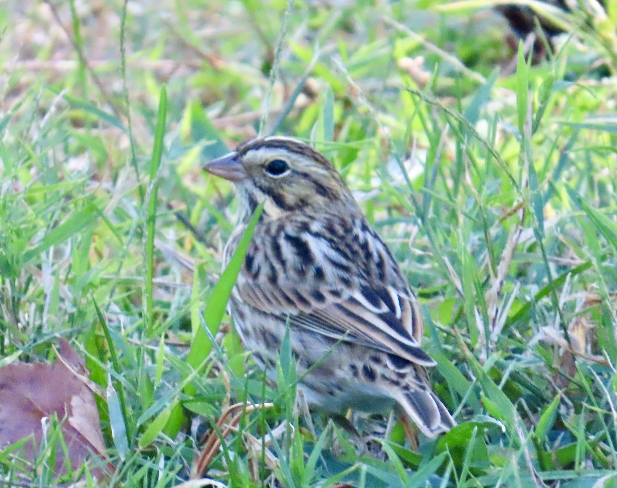 Savannah Sparrow - ML641922154