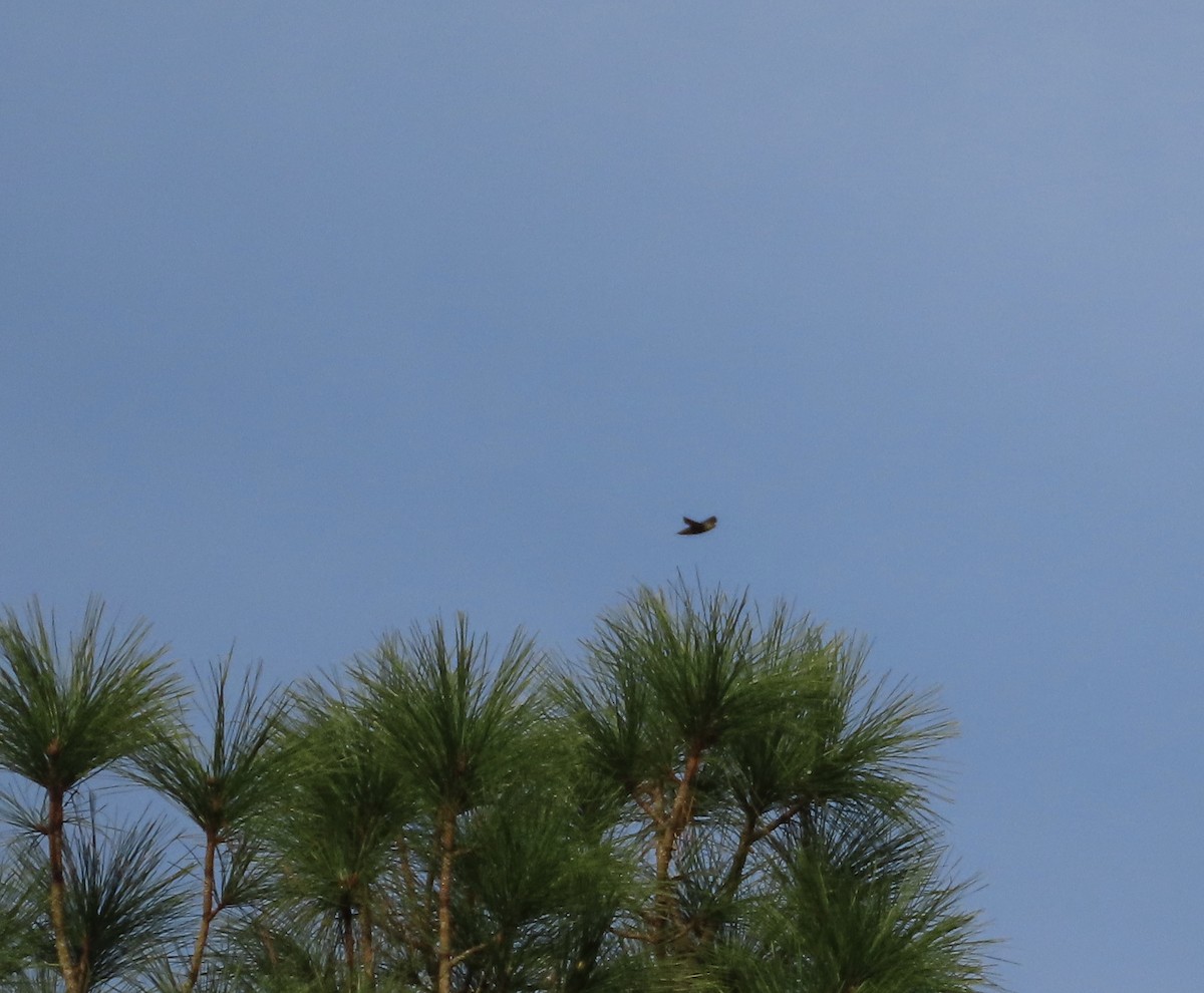 Chimney Swift - ML641922165