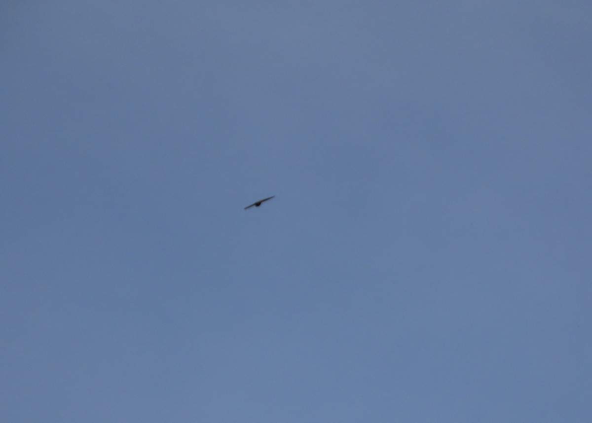 Chimney Swift - ML641922167