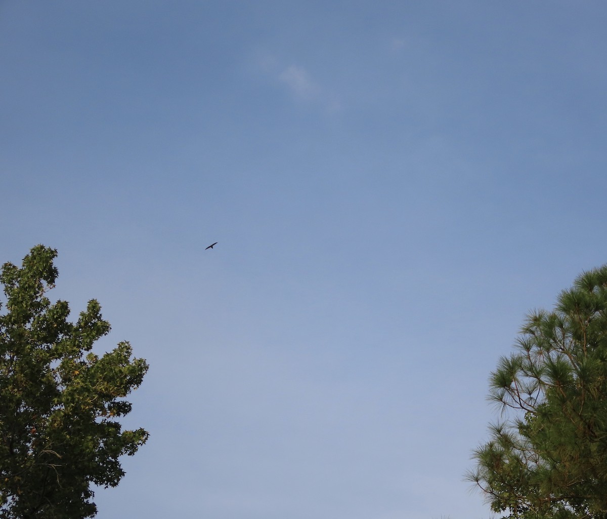 Chimney Swift - ML641922168