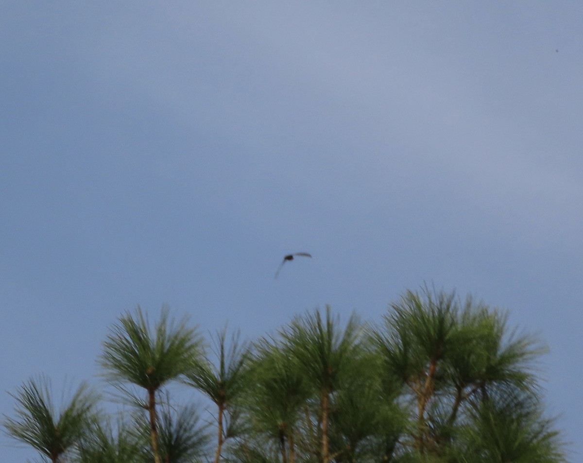 Chimney Swift - ML641922169