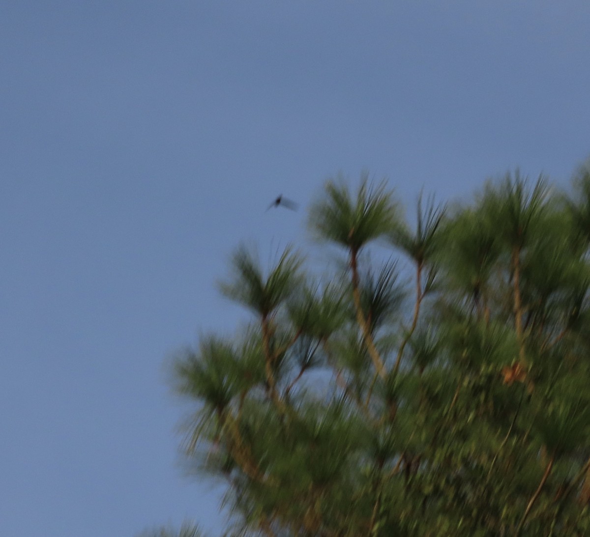 Chimney Swift - ML641922171