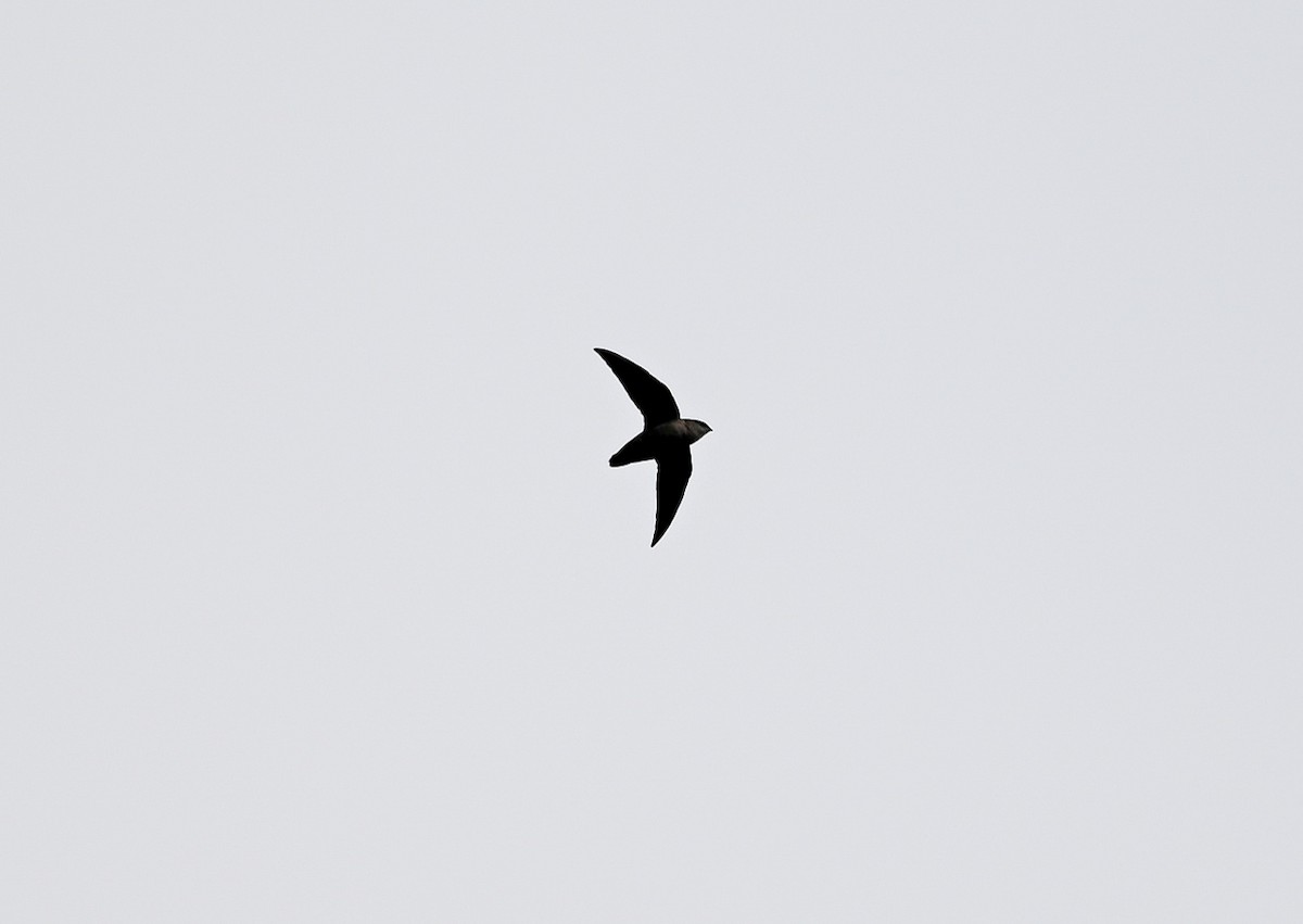 Chimney Swift - ML641922206