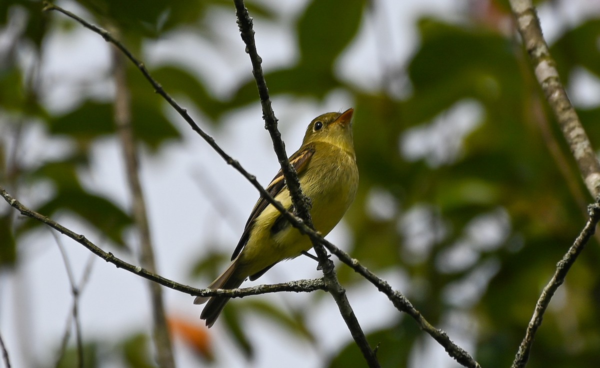 Yellow-bellied Flycatcher - ML641922214
