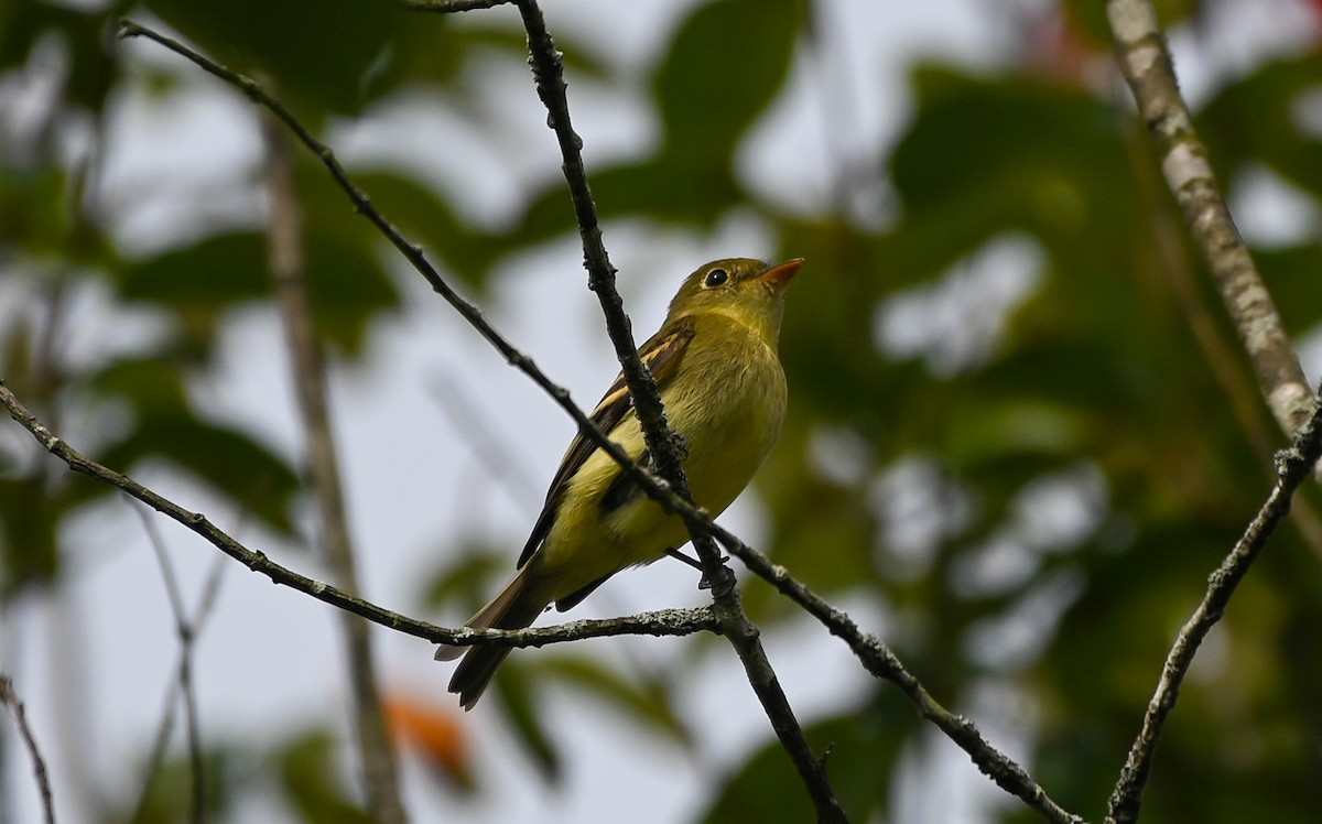 Yellow-bellied Flycatcher - ML641922215