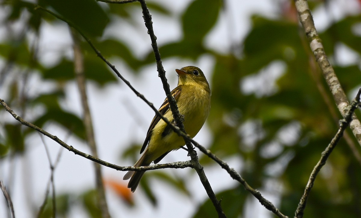 Yellow-bellied Flycatcher - ML641922217