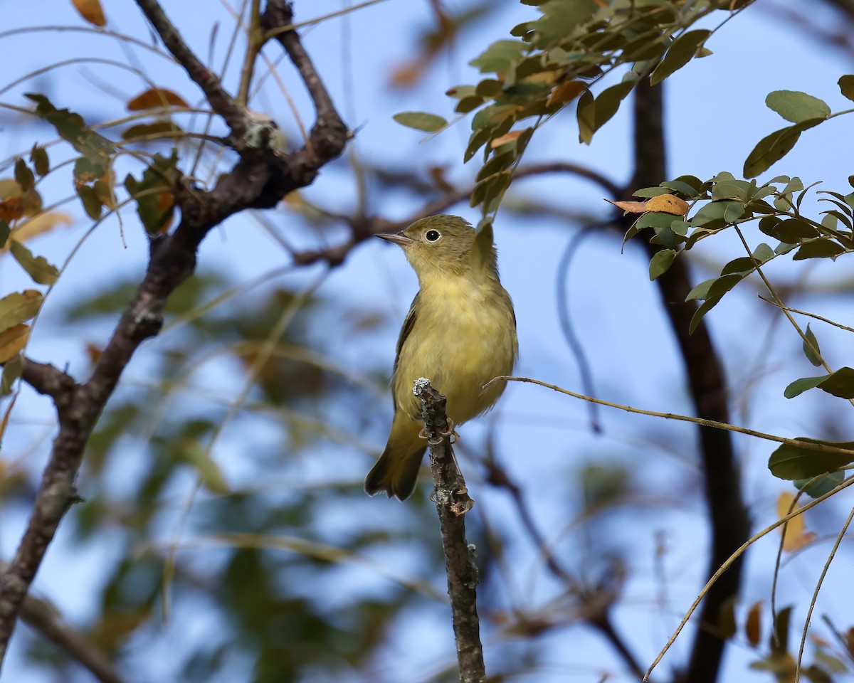 Goldwaldsänger - ML641922232
