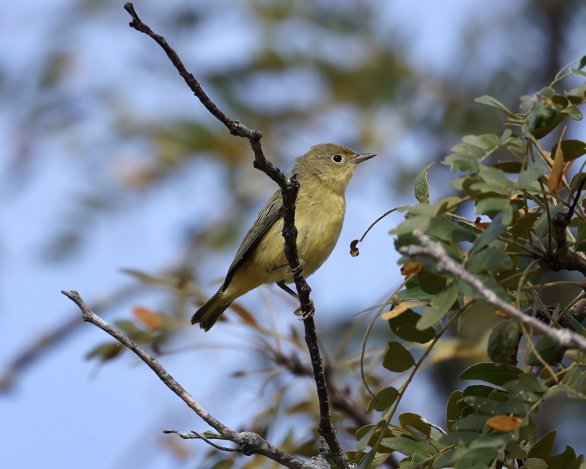 Goldwaldsänger - ML641922233
