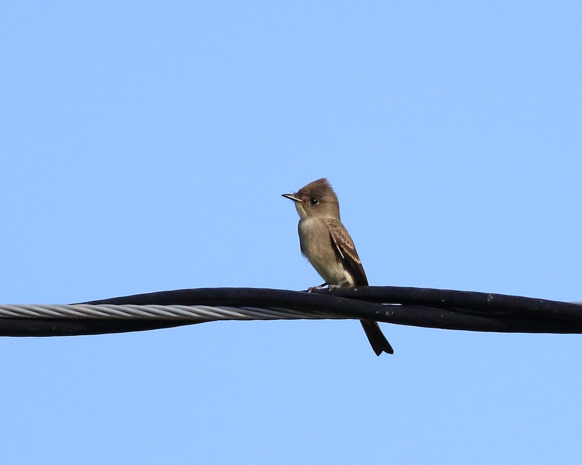Western Wood-Pewee - ML641922238