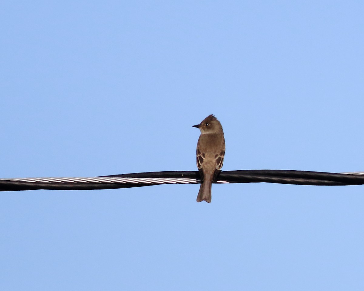 Western Wood-Pewee - ML641922239