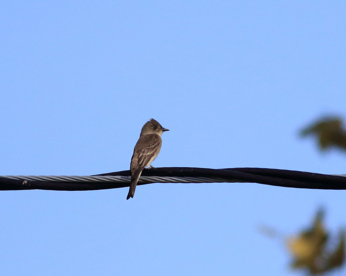 Western Wood-Pewee - ML641922240