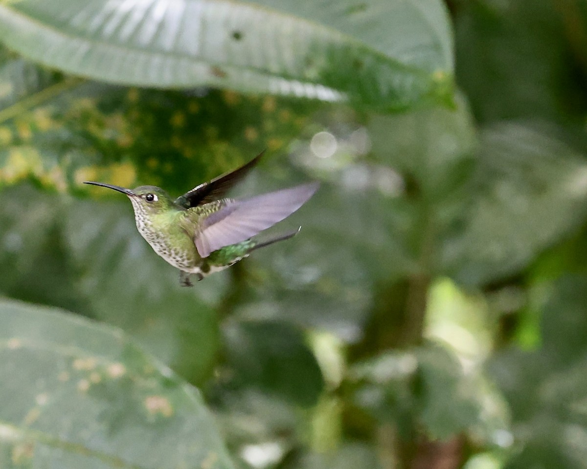 Colibri grivelé - ML641922266