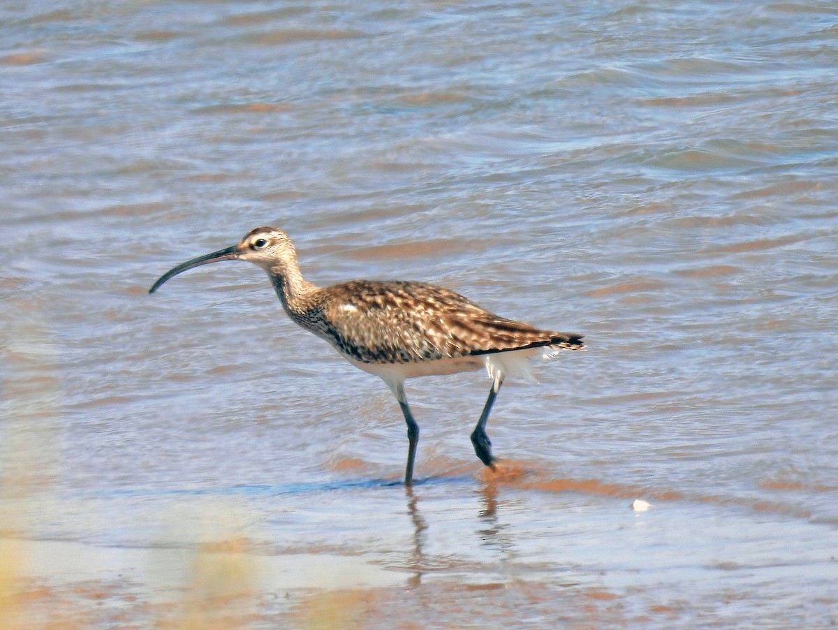 koliha malá (ssp. phaeopus) - ML641922267