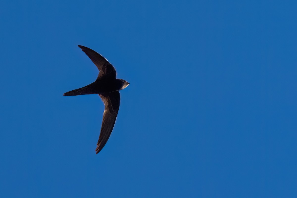 African Swift (African) - ML641922281