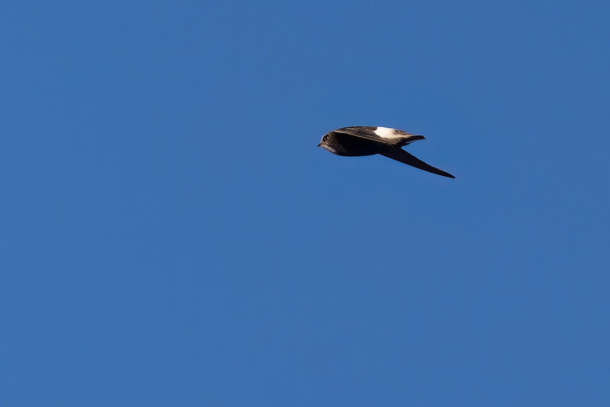 Little Swift - ML641922294